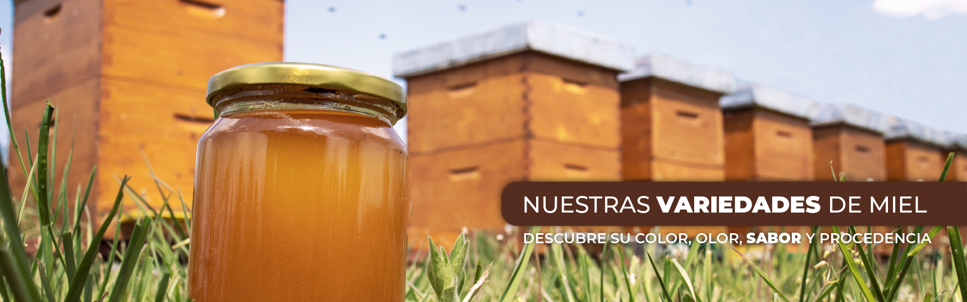 Descubre nuestros productos